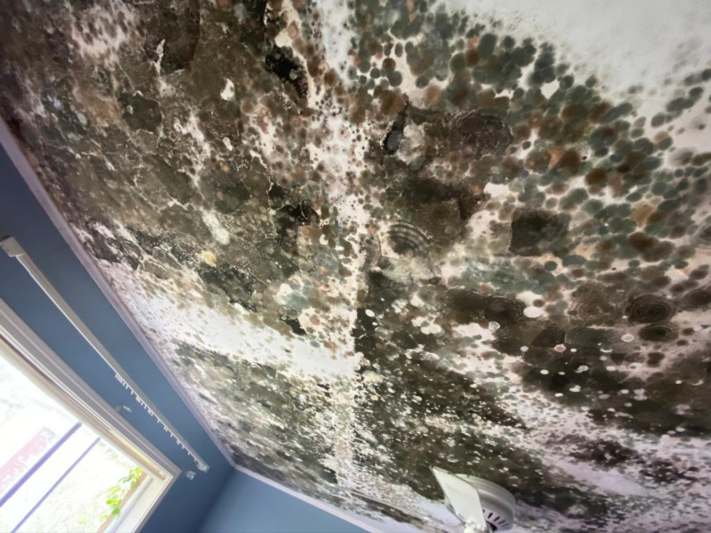 mold