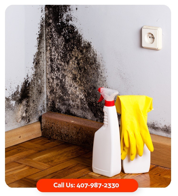 mold remediation winter garden