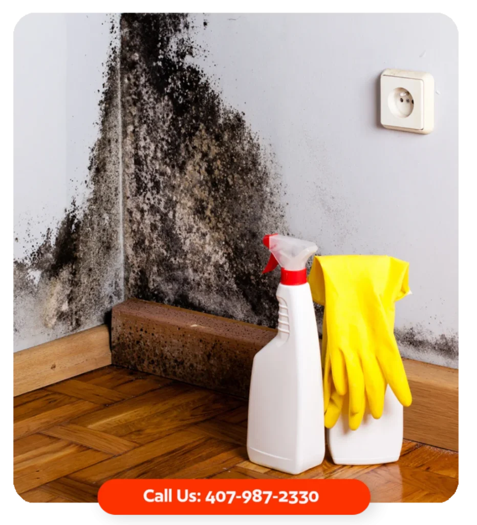 Why You Need Our Mold Remediation Services​