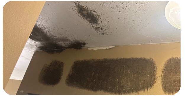 water damage bathroom mold